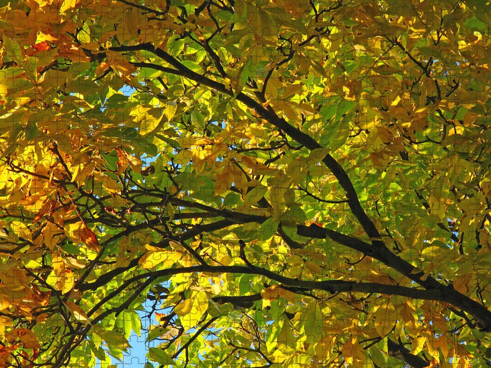 Tree Jigsaw Puzzle featuring the photograph Fall Tree by Juergen Roth