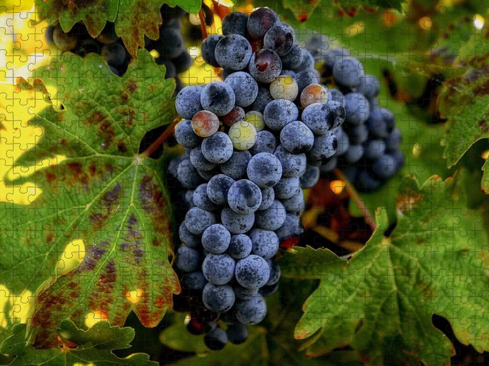 Fall Wine Grapes Jigsaw Puzzle featuring the photograph Fall wine grapes by Lynn Hopwood