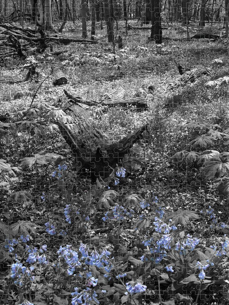 Virginia Bluebells Jigsaw Puzzle featuring the photograph Fallen Blues by Dylan Punke