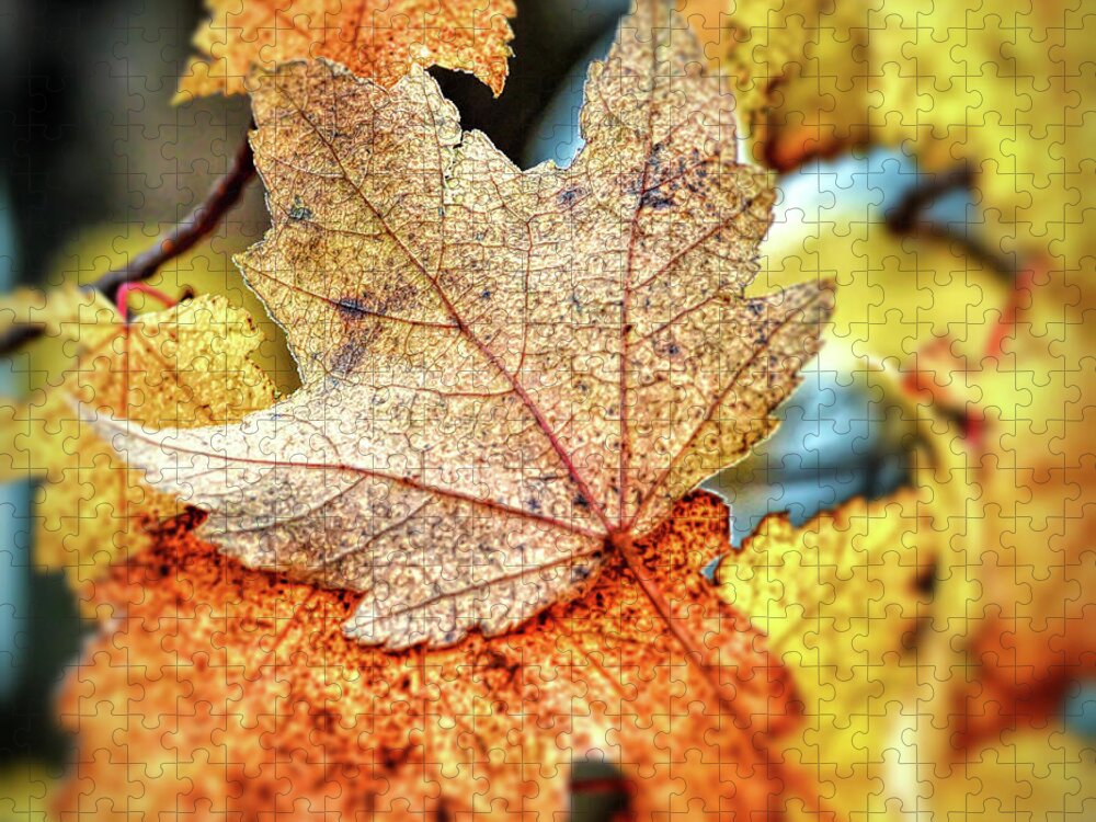 Leaf Jigsaw Puzzle featuring the photograph Falling Together by Kerri Farley