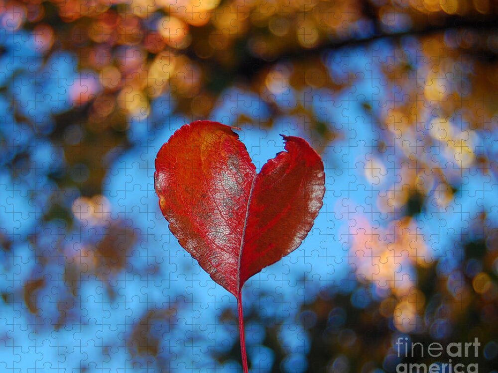 Heart Jigsaw Puzzle featuring the photograph Fall's Heart by Debra Thompson