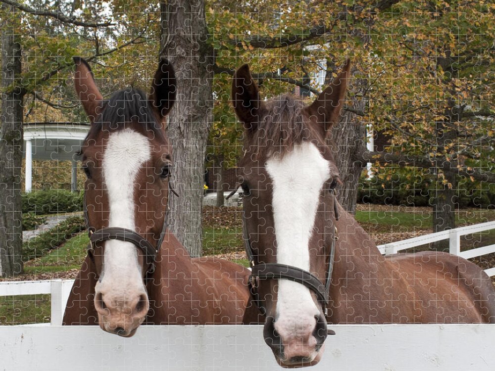 Horse Jigsaw Puzzle featuring the photograph Family by Joe Palermo