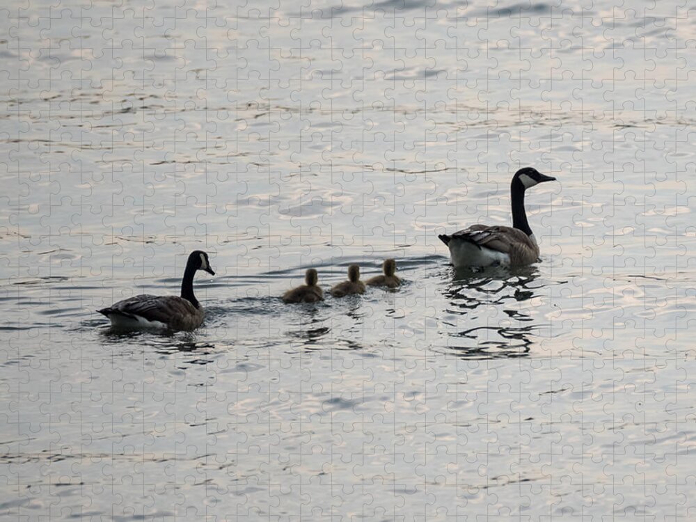 Goose Jigsaw Puzzle featuring the photograph Family of Canada Geese on the Ohio River by Holden The Moment