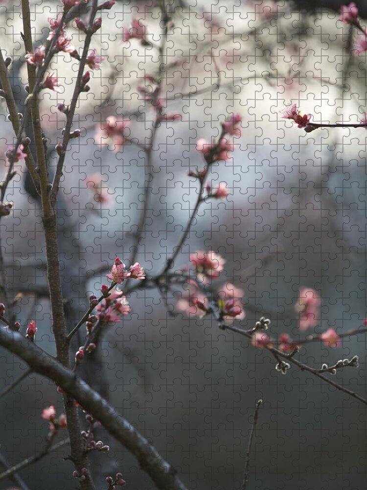 Blossoms Jigsaw Puzzle featuring the photograph Favorite by Lara Morrison
