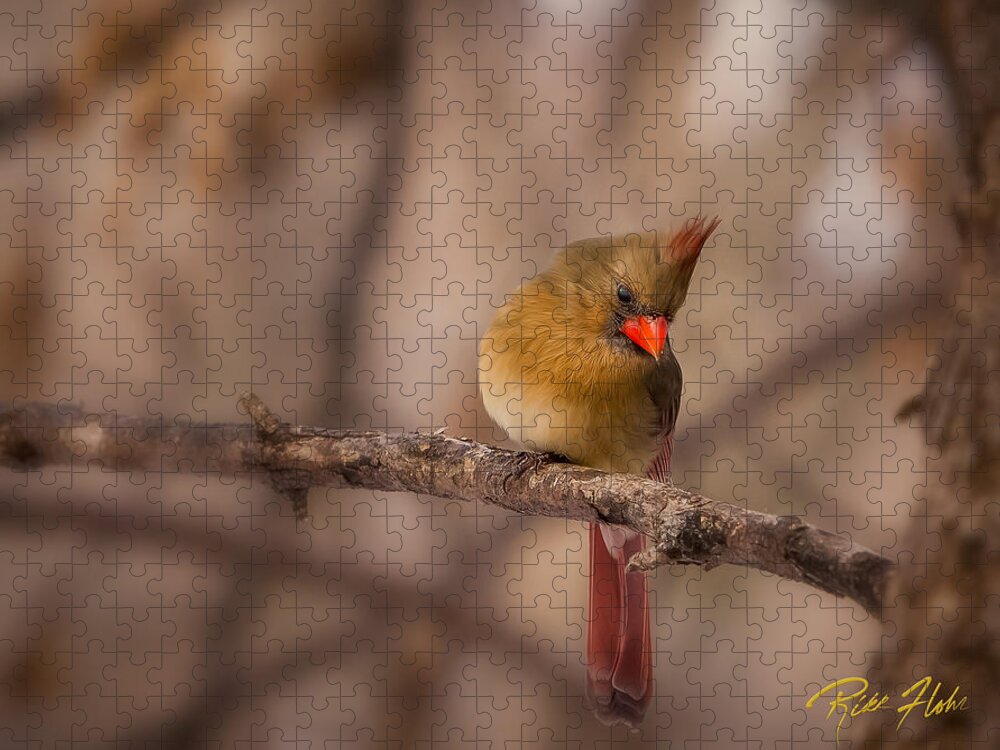 Animals Jigsaw Puzzle featuring the photograph Female Cardinal by Rikk Flohr