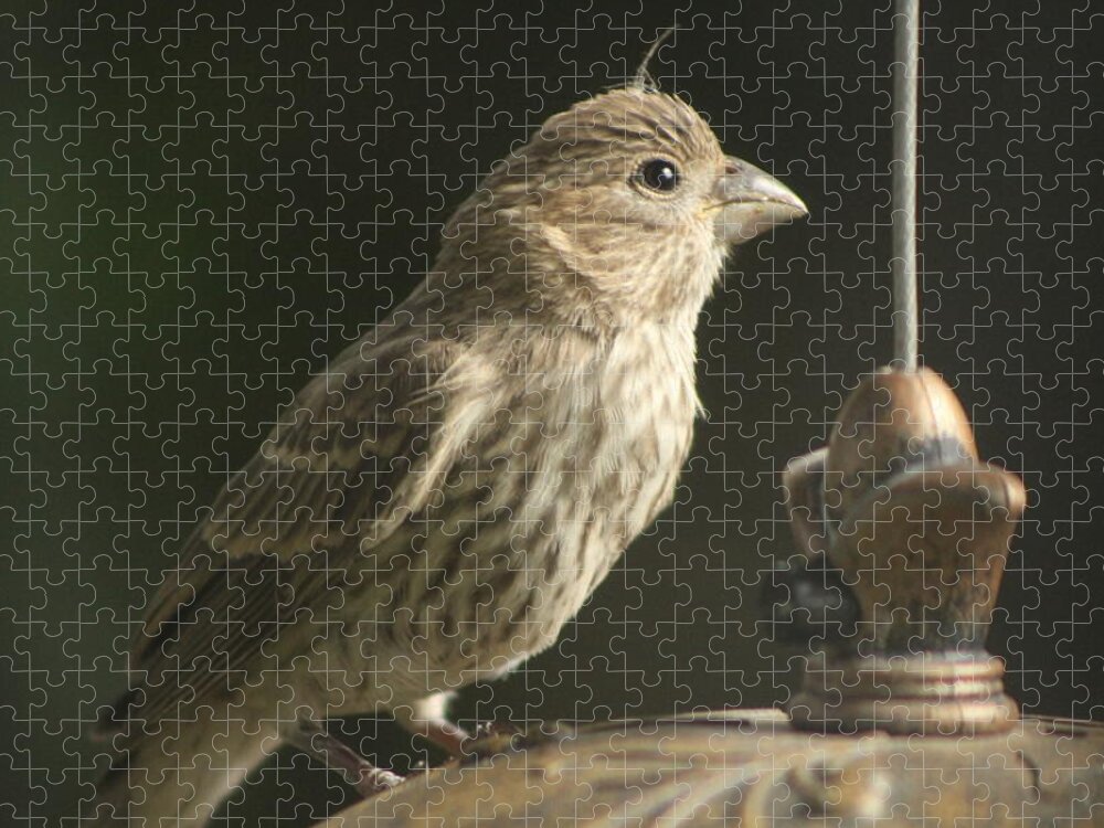 Female House Finch Jigsaw Puzzle featuring the photograph Female House Finch on Feeder by Colleen Cornelius