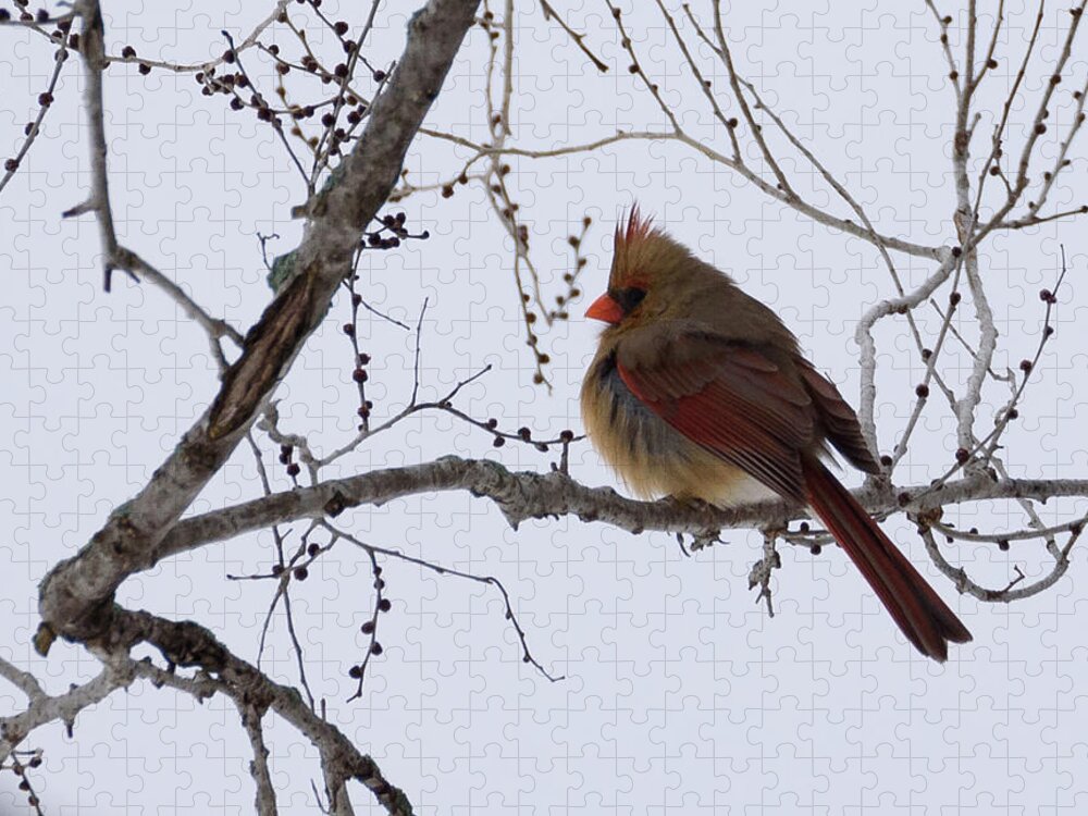 Northern Cardinal Jigsaw Puzzle featuring the photograph Female Northern Cardinal by Holden The Moment