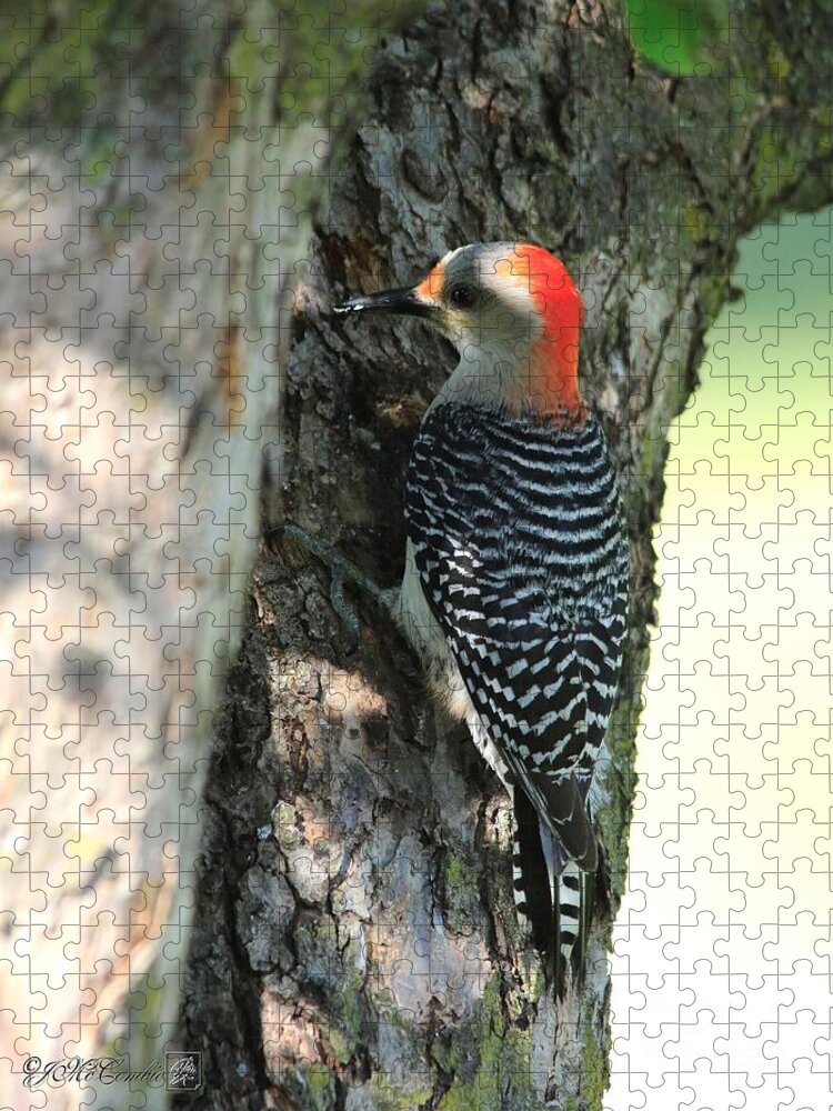 Mccombie Jigsaw Puzzle featuring the photograph Female Red-Bellied Woodpecker by J McCombie