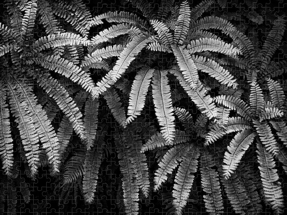 Black And White Jigsaw Puzzle featuring the photograph Fern and Shadow by Steven Clark