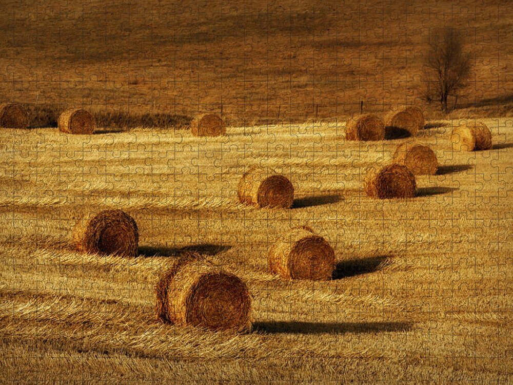 Hay Bales Jigsaw Puzzle featuring the photograph Field of Gold #1 by Nikolyn McDonald