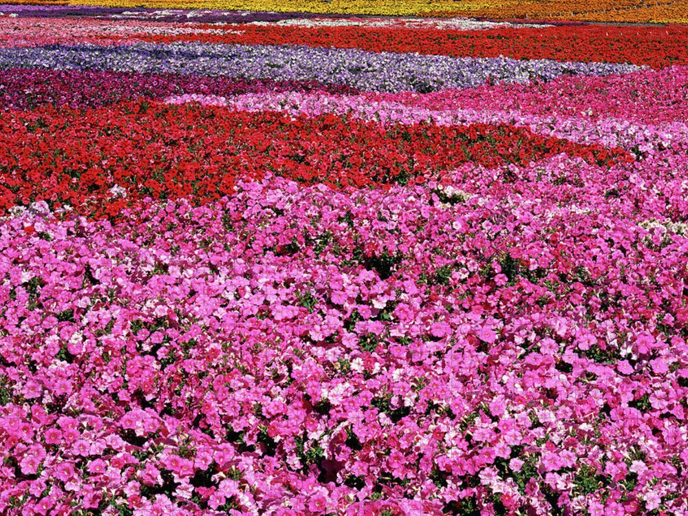 Petunia Jigsaw Puzzle featuring the photograph Field of Petunia Flowers Gilroy California by Kathy Anselmo