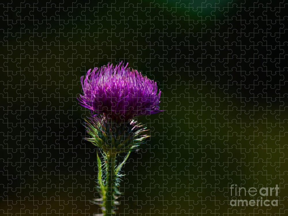 Carduus Discolor Jigsaw Puzzle featuring the photograph Field Thistle by Roger Monahan