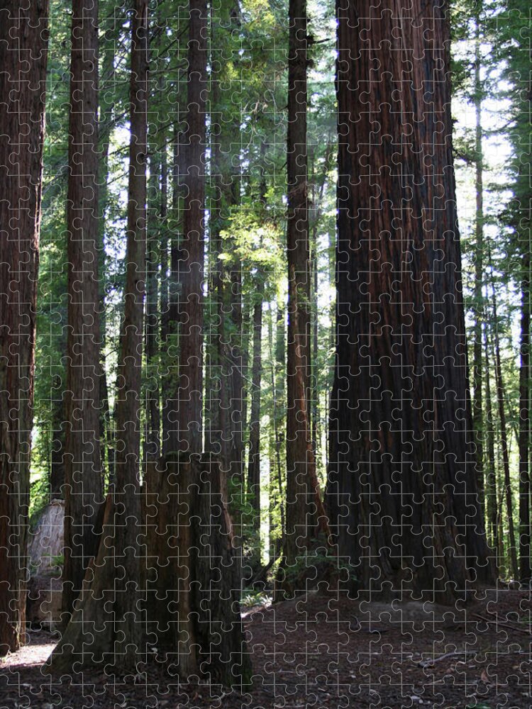 Firemark Redwoods Jigsaw Puzzle featuring the photograph Firemark Redwoods by Dylan Punke