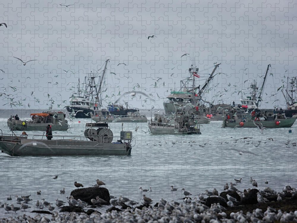 Herring Jigsaw Puzzle featuring the photograph Fishing Frenzy by Randy Hall