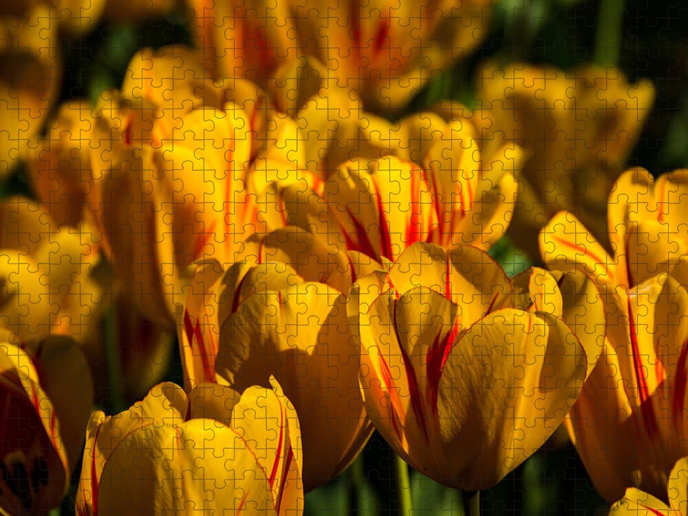 Jay Stockhaus Jigsaw Puzzle featuring the photograph Flame Tulips by Jay Stockhaus