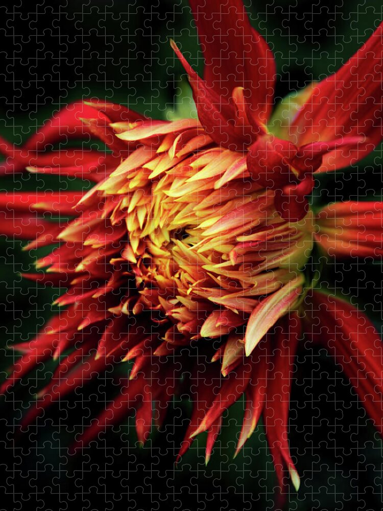Dahlia Jigsaw Puzzle featuring the photograph Flaming Dahlia by Jessica Jenney