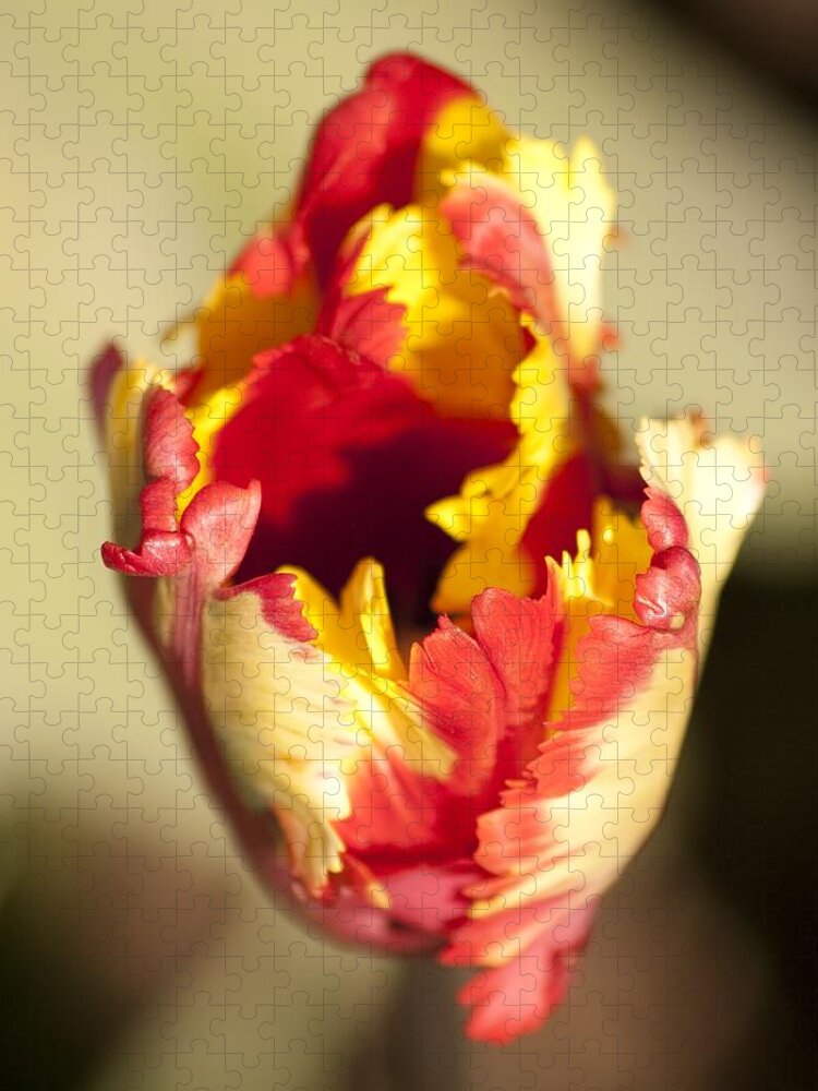 Flaming Parrot Tulip Jigsaw Puzzle featuring the photograph Flaming Parrot by Brad Granger