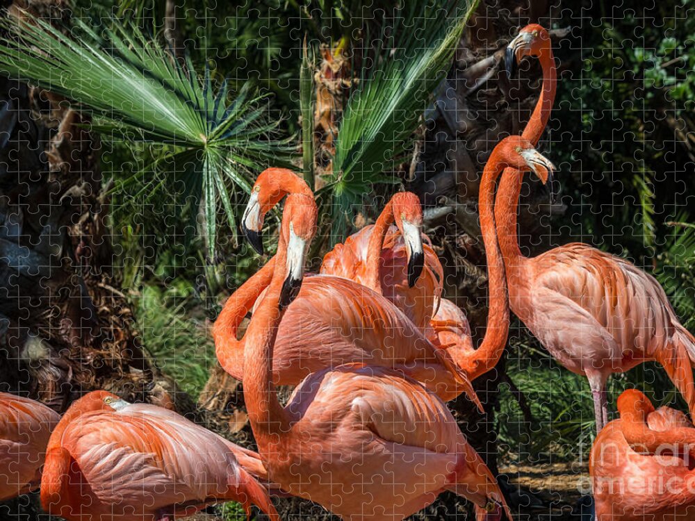Chinese Fan Palm Jigsaw Puzzle featuring the photograph Flamingo Family by Liesl Walsh