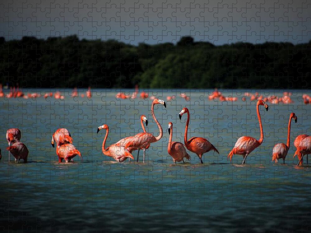 Flamingos Jigsaw Puzzle featuring the photograph Flamingos by Robert Grac