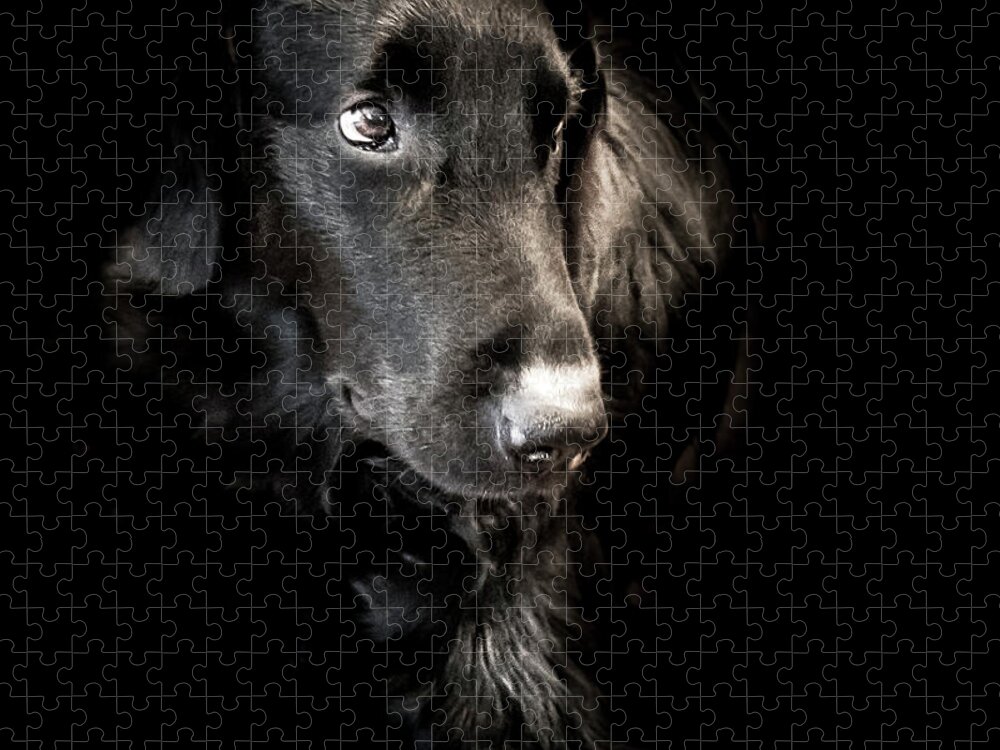 Dog Jigsaw Puzzle featuring the photograph Flat Coated Retriever by Allin Sorenson