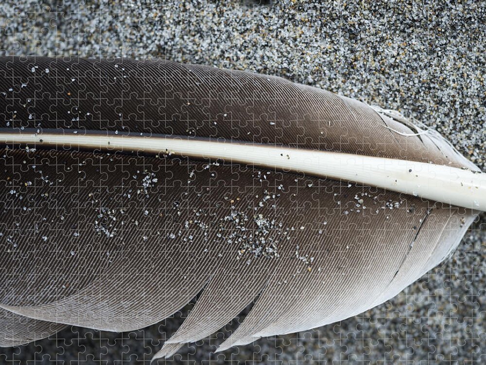 Feather Jigsaw Puzzle featuring the photograph Flight Feather by Robert Potts