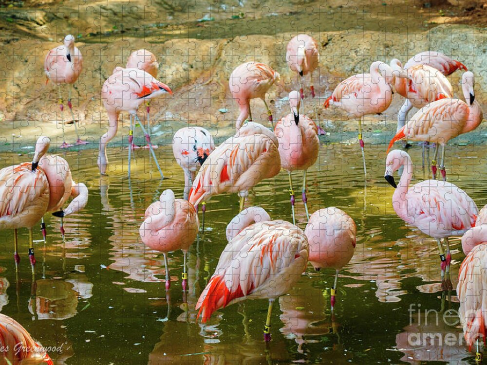 Flamingos Jigsaw Puzzle featuring the photograph Flock of Flamingos by Les Greenwood