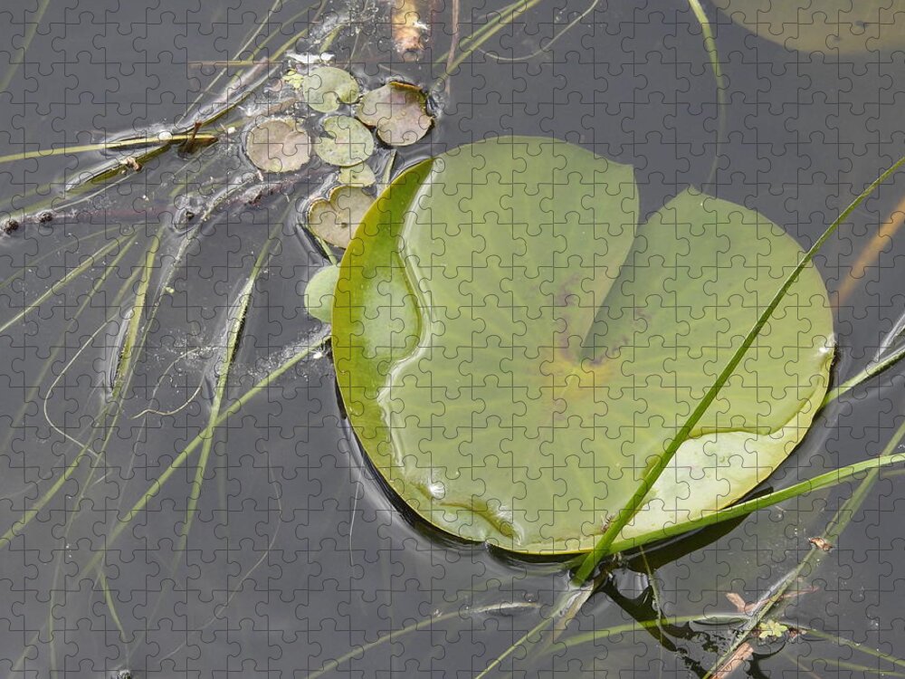 Lily Pad Jigsaw Puzzle featuring the photograph Flooded Pad by Betty-Anne McDonald
