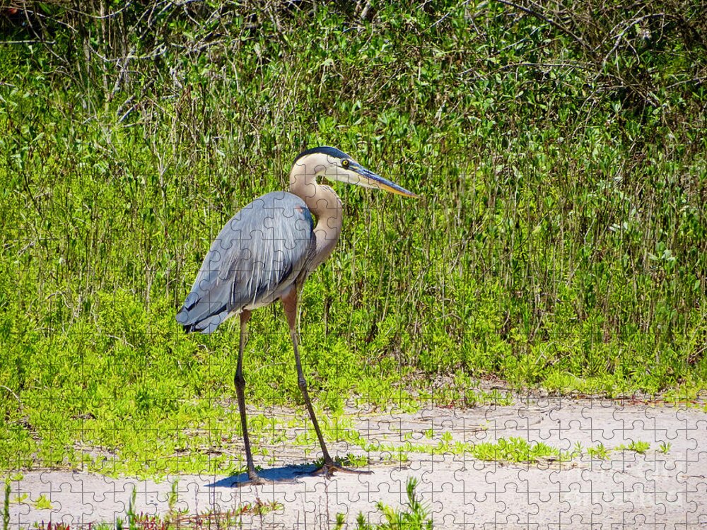 Great Blue Heron Jigsaw Puzzle featuring the photograph Florida Heron by Rachel Morrison