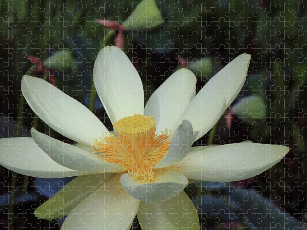 Photo For Sale Jigsaw Puzzle featuring the photograph Florida Lotus by Robert Wilder Jr