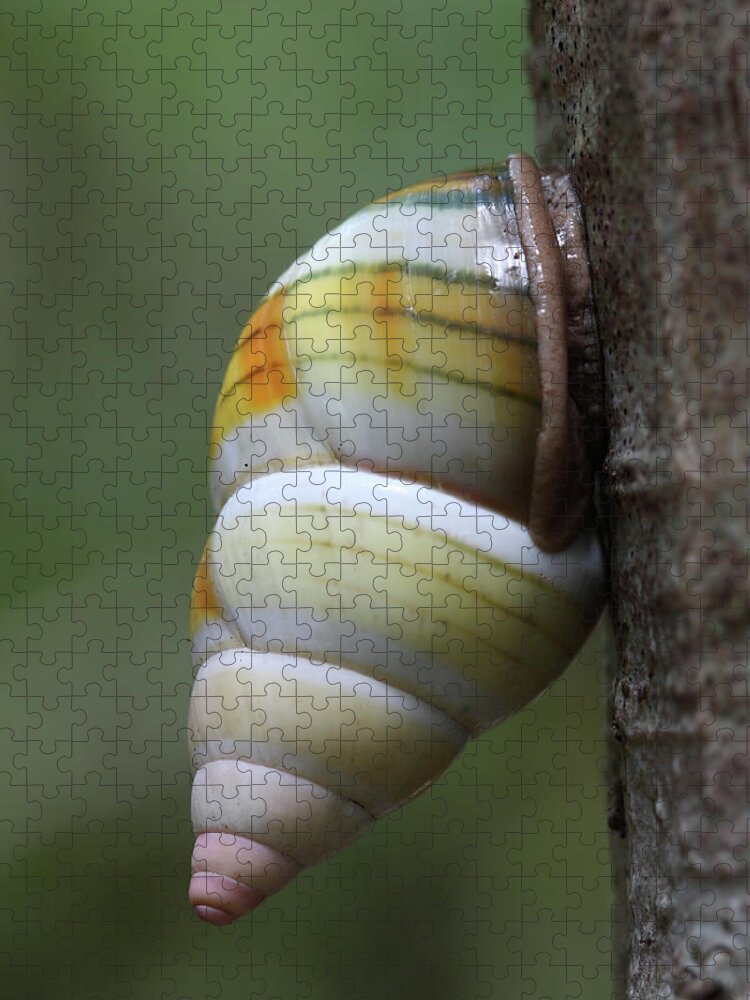 Florida Jigsaw Puzzle featuring the photograph Florida Tree Snail by Paul Rebmann