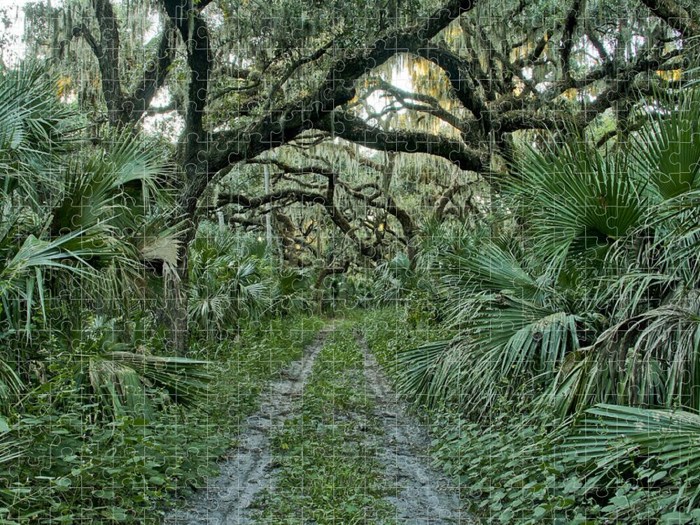 Spanish Moss Jigsaw Puzzle featuring the photograph Florida Wilderness by Brian Kamprath