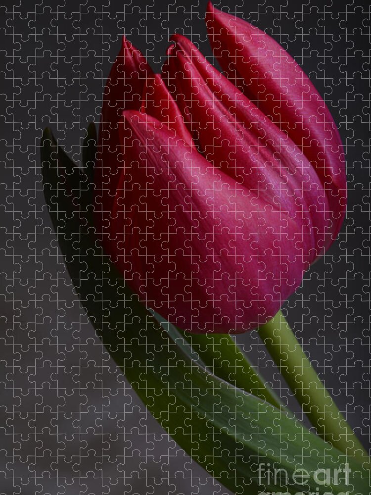 Flower Jigsaw Puzzle featuring the photograph Flourishing tulip by Robert WK Clark