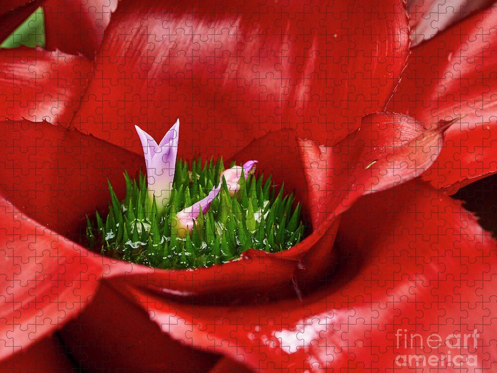 Flower Jigsaw Puzzle featuring the photograph Flower in Flower by Steve Ondrus