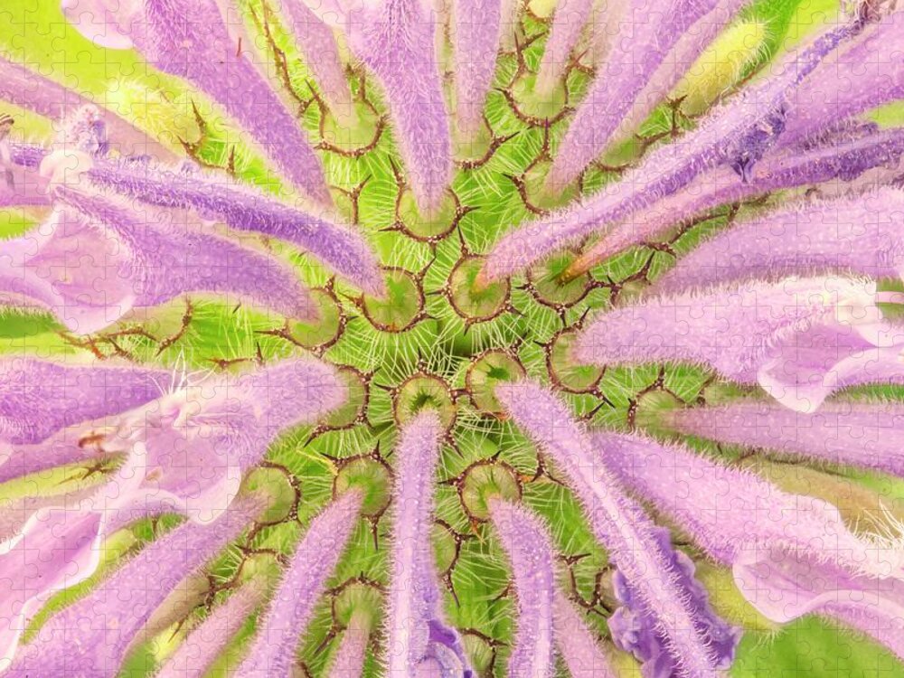 Monarda Fistulosa Jigsaw Puzzle featuring the photograph Flower interior, Wild Bergamot or Bee Balm by Jim Hughes