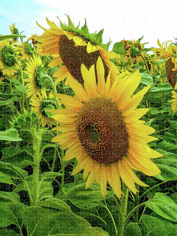 Sunflower Jigsaw Puzzle featuring the photograph Flower Sun Faces by Norma Brandsberg