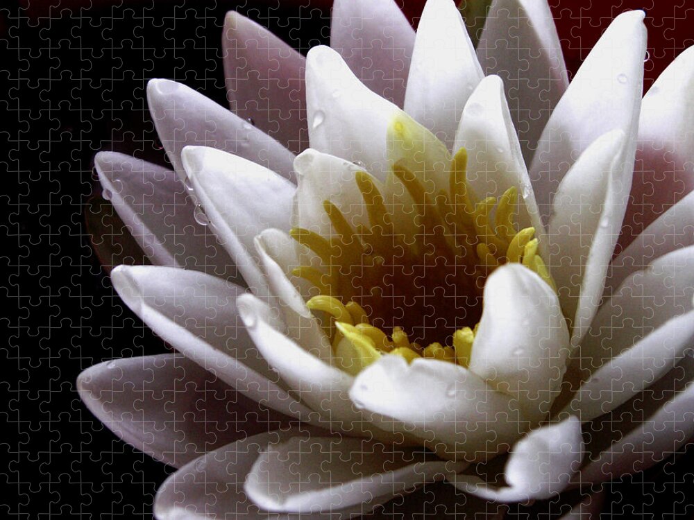 Waterlily Jigsaw Puzzle featuring the photograph Flower Waterlily by Nancy Griswold