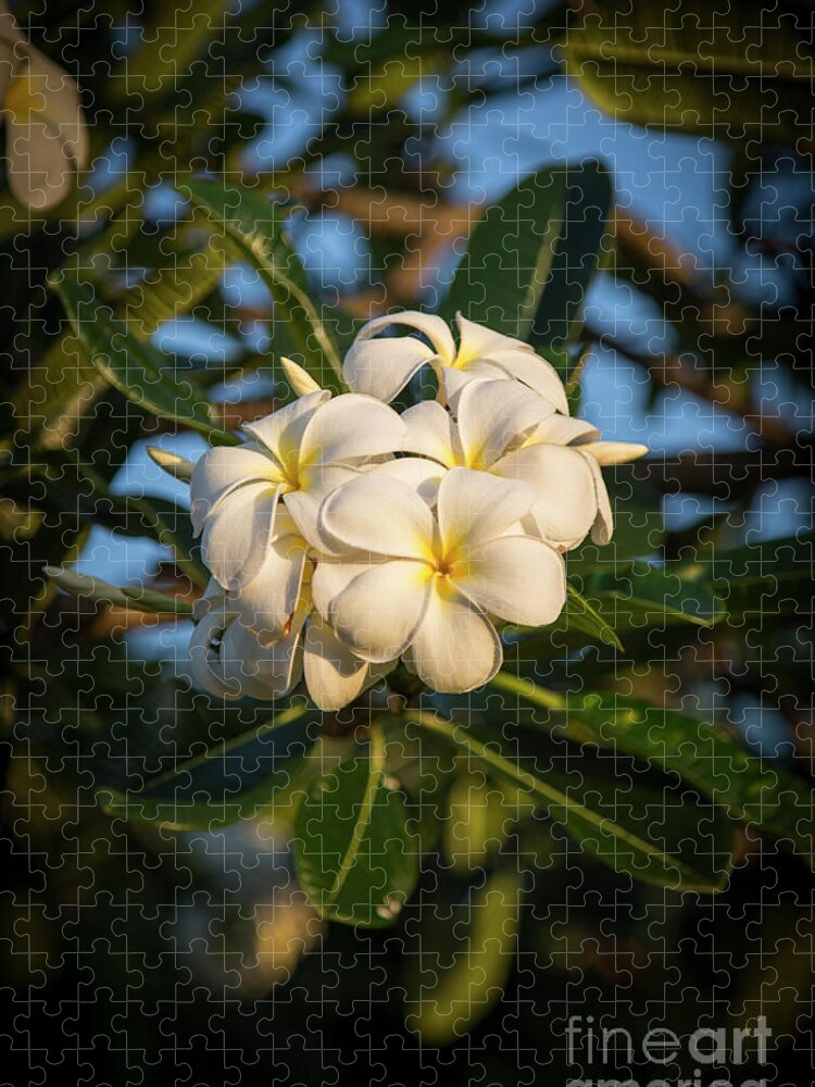 Reid Callaway Flowers And Sunlight Jigsaw Puzzle featuring the photograph Flowers and Sunlight by Reid Callaway