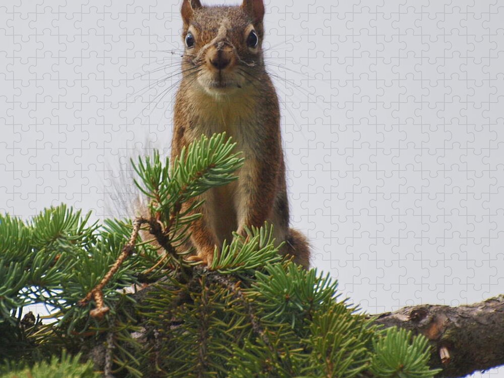 Squirrel Jigsaw Puzzle featuring the photograph Fluff Nose by Vivian Martin