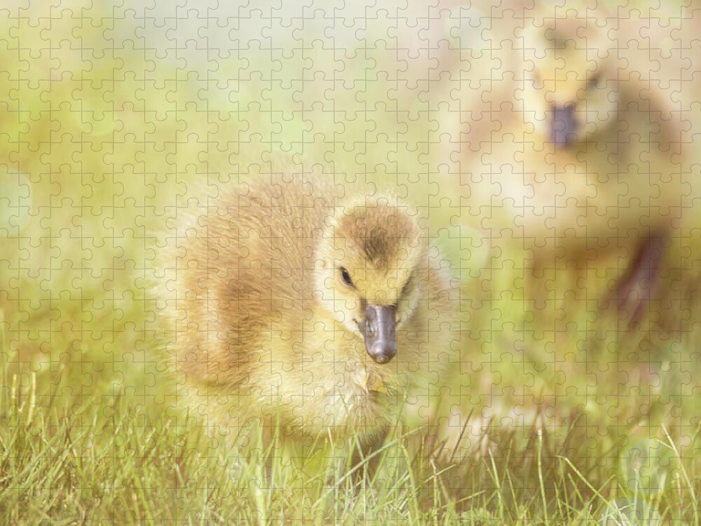 Gosling Jigsaw Puzzle featuring the photograph Fluffy Gosling Chicks #5 by Patti Deters