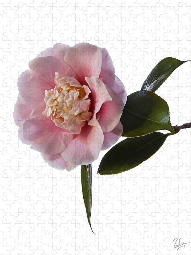 Flower Jigsaw Puzzle featuring the photograph Fluffy Pink Camellia by Endre Balogh