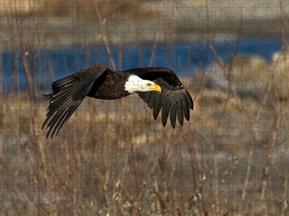 Eagle Jigsaw Puzzle featuring the photograph Flying By by Shari Sommerfeld