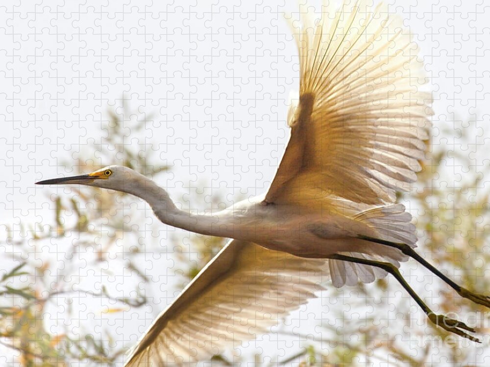 Egret Photography Jigsaw Puzzle featuring the photograph Flying Egret by Jerry Cowart