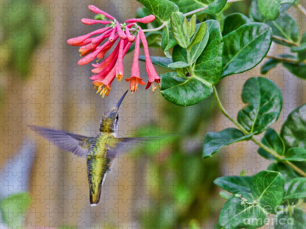 Hummingbird Jigsaw Puzzle featuring the photograph Flying Jewel by Kerri Farley