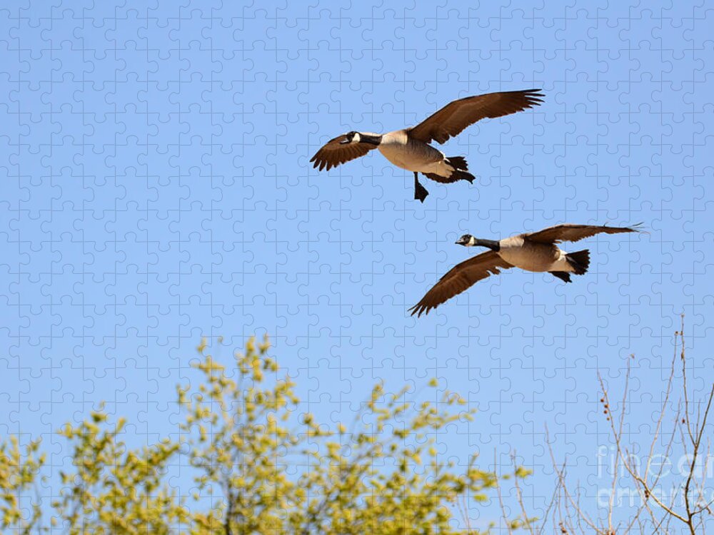Endothermic Jigsaw Puzzle featuring the photograph Flying Twins by Robert WK Clark