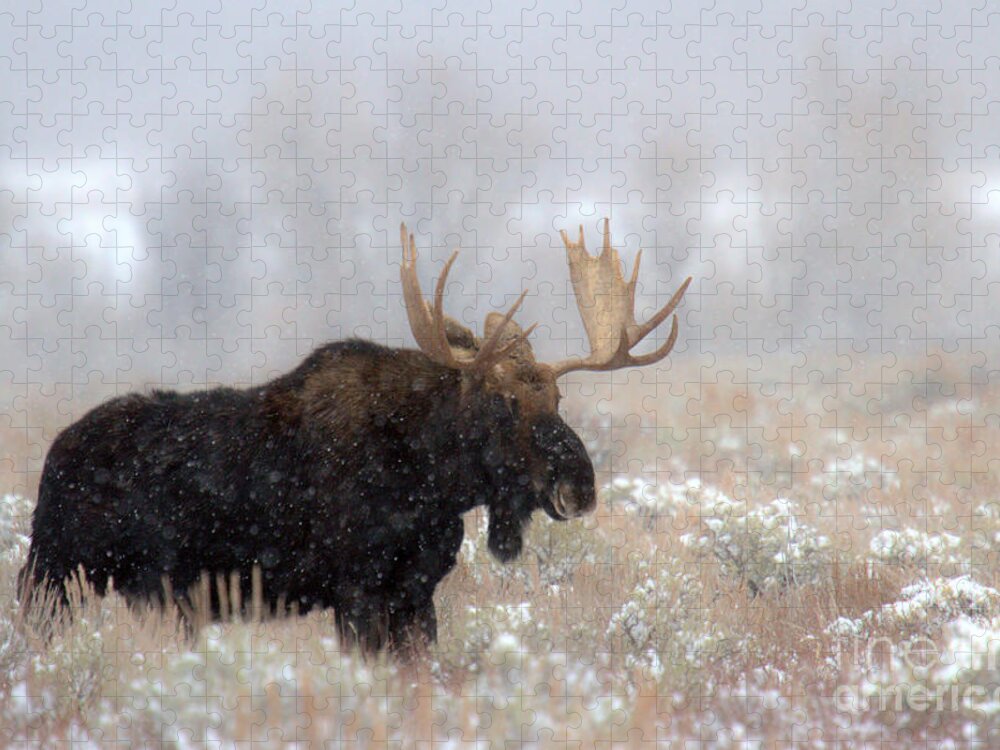 Moose Jigsaw Puzzle featuring the photograph Foggy Moose Silhouette by Adam Jewell