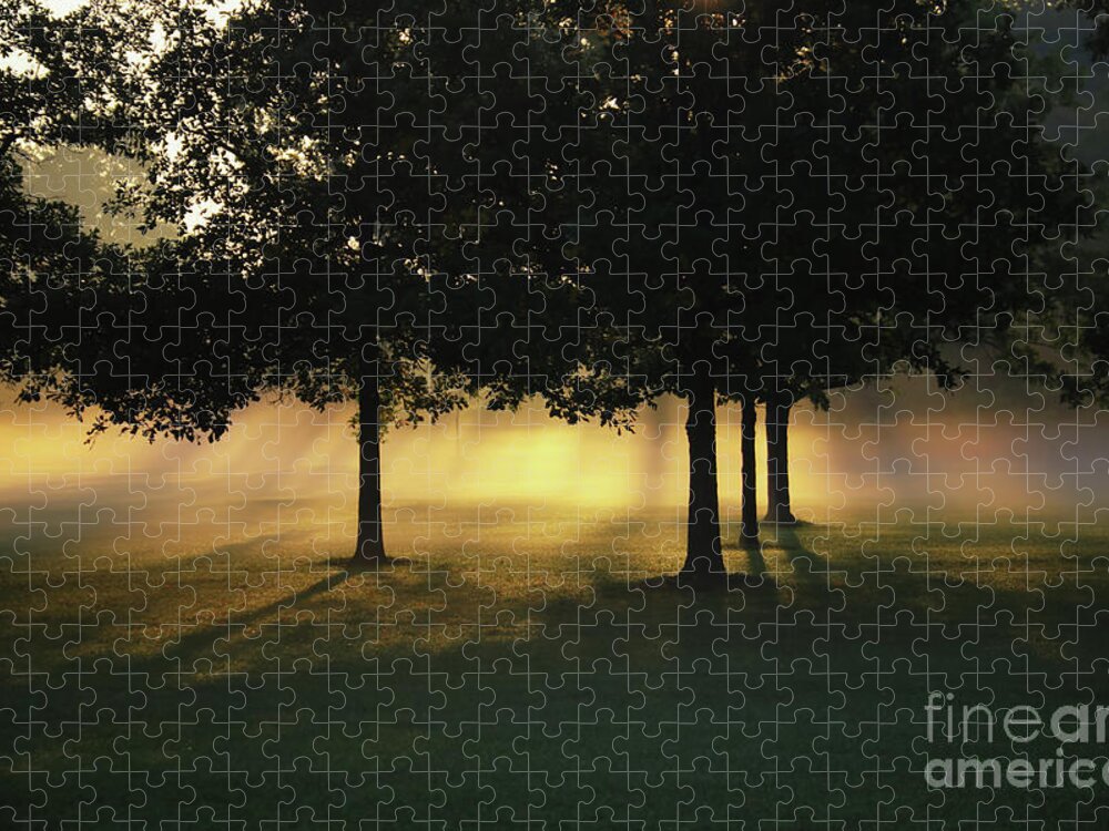Foggy Rays Of Morning Jigsaw Puzzle featuring the photograph Foggy Rays of Morning by Rachel Cohen