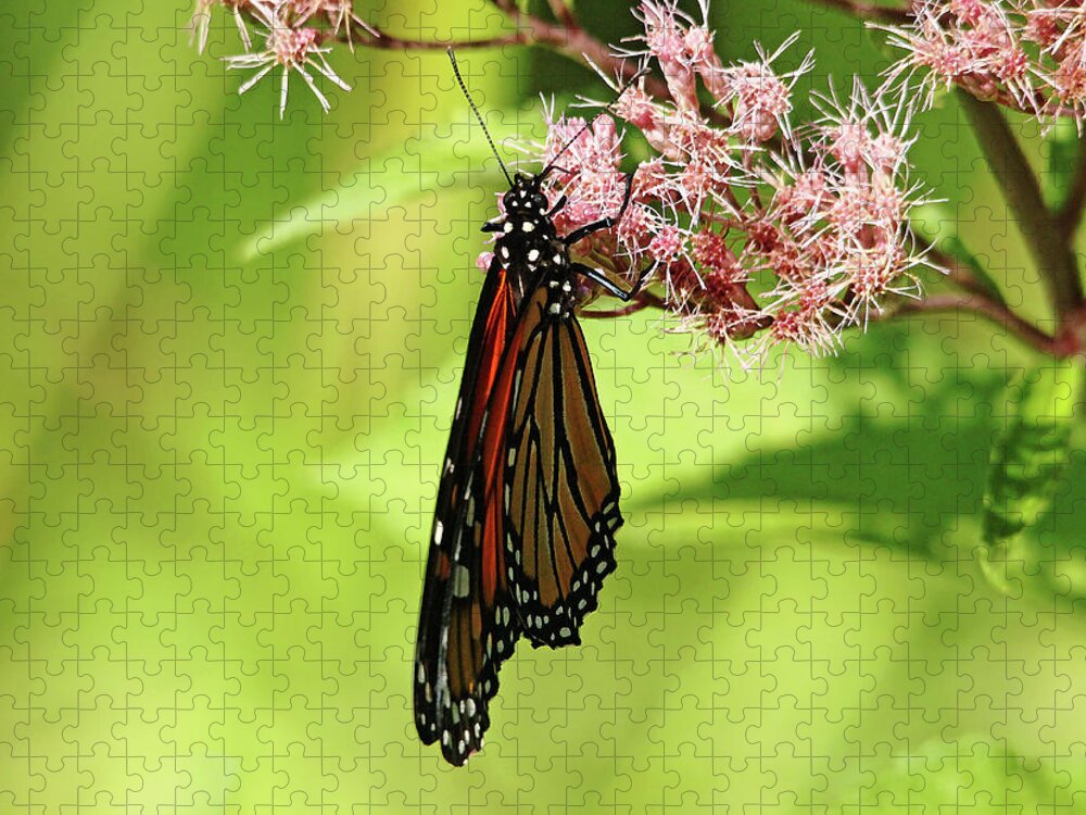 Monarch Jigsaw Puzzle featuring the photograph Folded Monarch by Debbie Oppermann