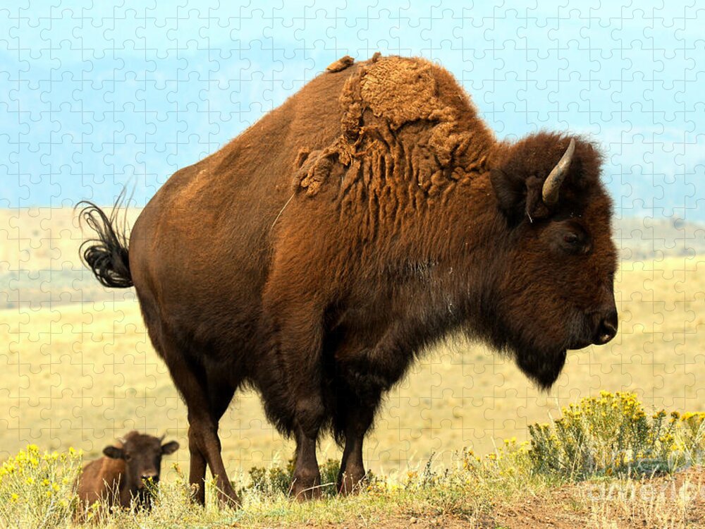 Bison Jigsaw Puzzle featuring the photograph Following Mother by Adam Jewell