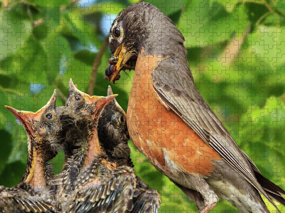 Robins Jigsaw Puzzle featuring the photograph Food, Glorious Food by Joni Eskridge