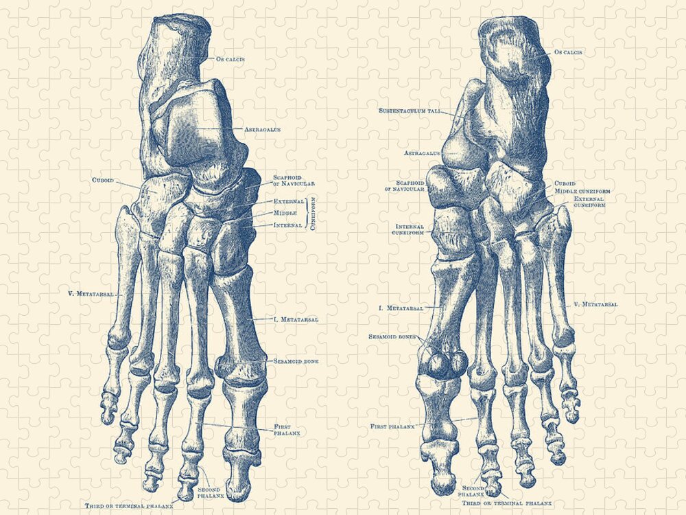 Medical Jigsaw Puzzle featuring the drawing Foot and Ankle Skeletal Diagram - Anatomy Poster by Vintage Anatomy Prints